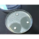 Test oxydase - 30 disques