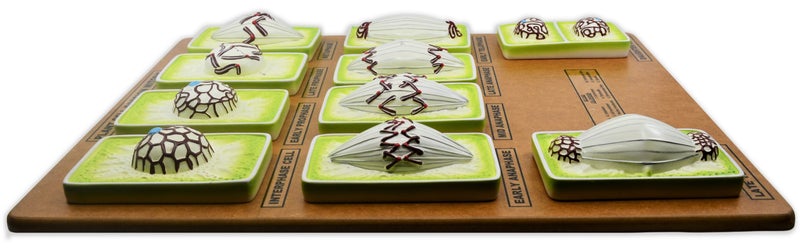 Modèle de mitose végétale