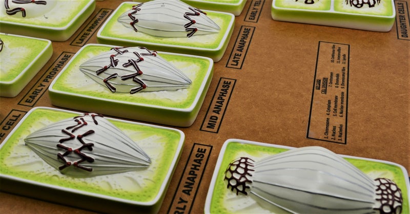 Modèle de mitose végétale